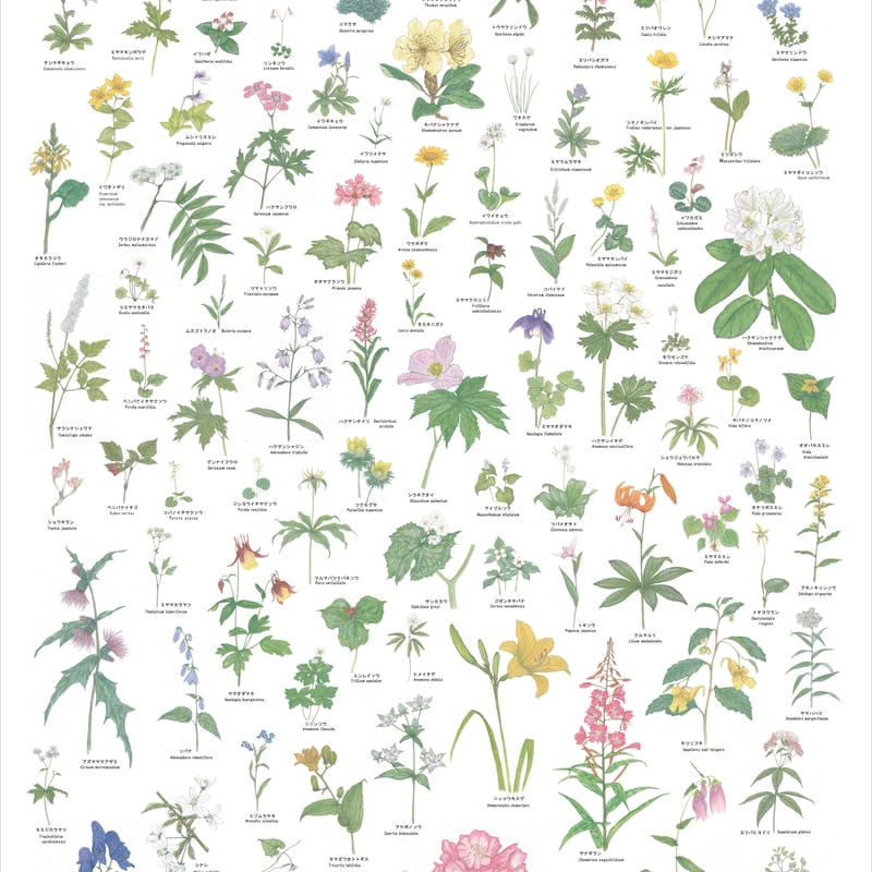 円池　茂　【卓上の花】 円池 茂 【卓上の花】 Sakai Hoitsu. Flowers and blossoming