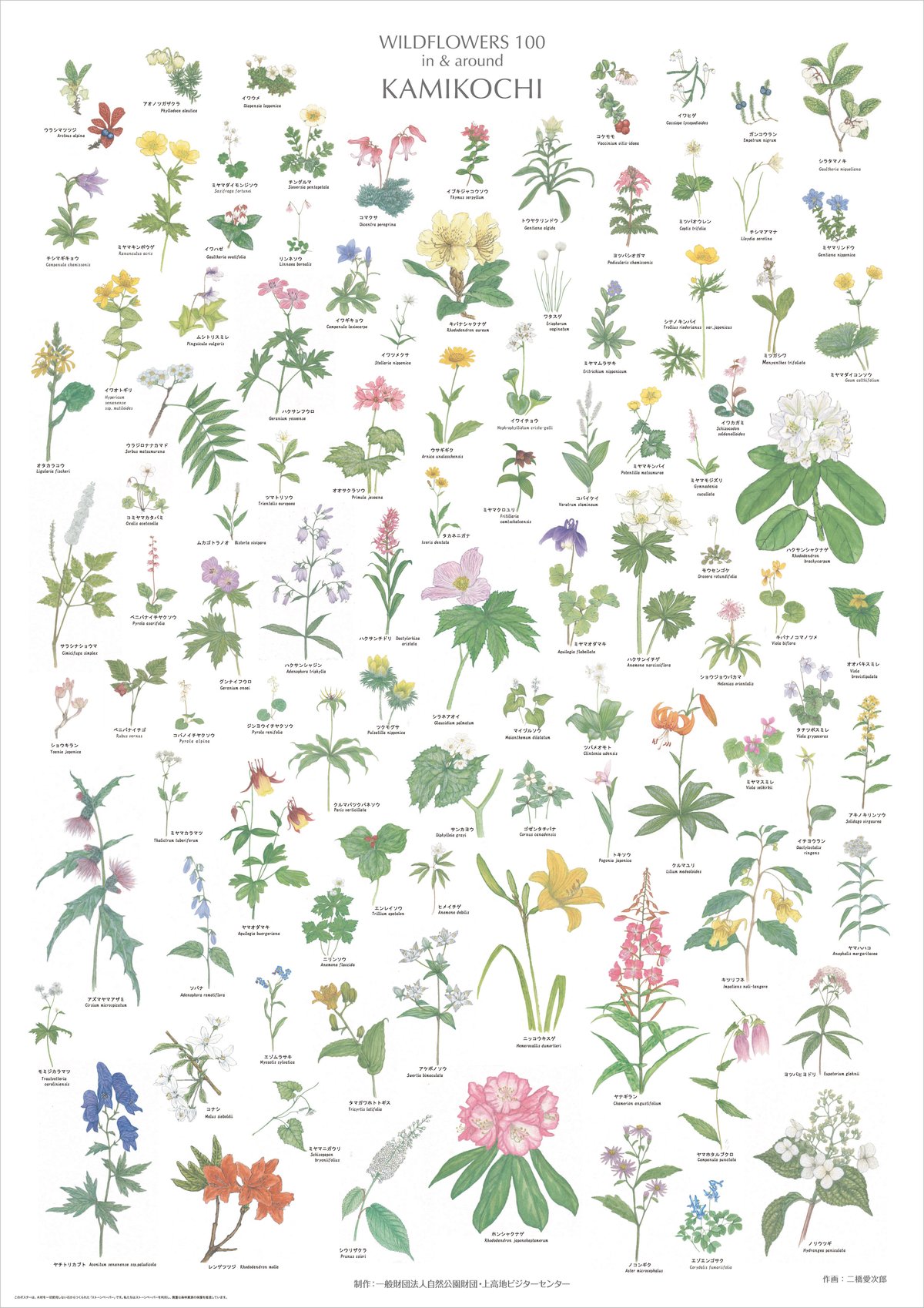 お花ポスター【手描き】 上高地の花 100 ポスター A1サイズ | Natural Parks Foundation