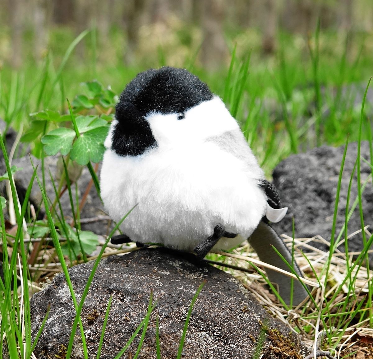 コガラぬいぐるみ | Natural Parks Foundation 上高地オンラインストア