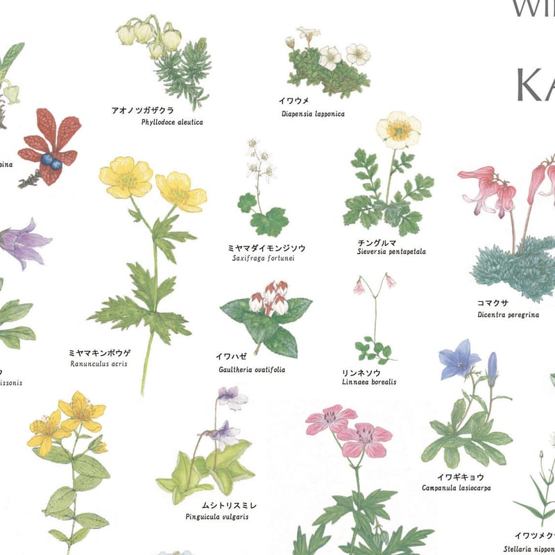 上高地の花 100 ポスター A1サイズ | Natural Parks Foundation