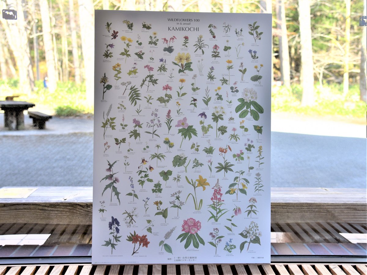 お花ポスター【手描き】 上高地の花 100 ポスター A1サイズ | Natural Parks Foundation