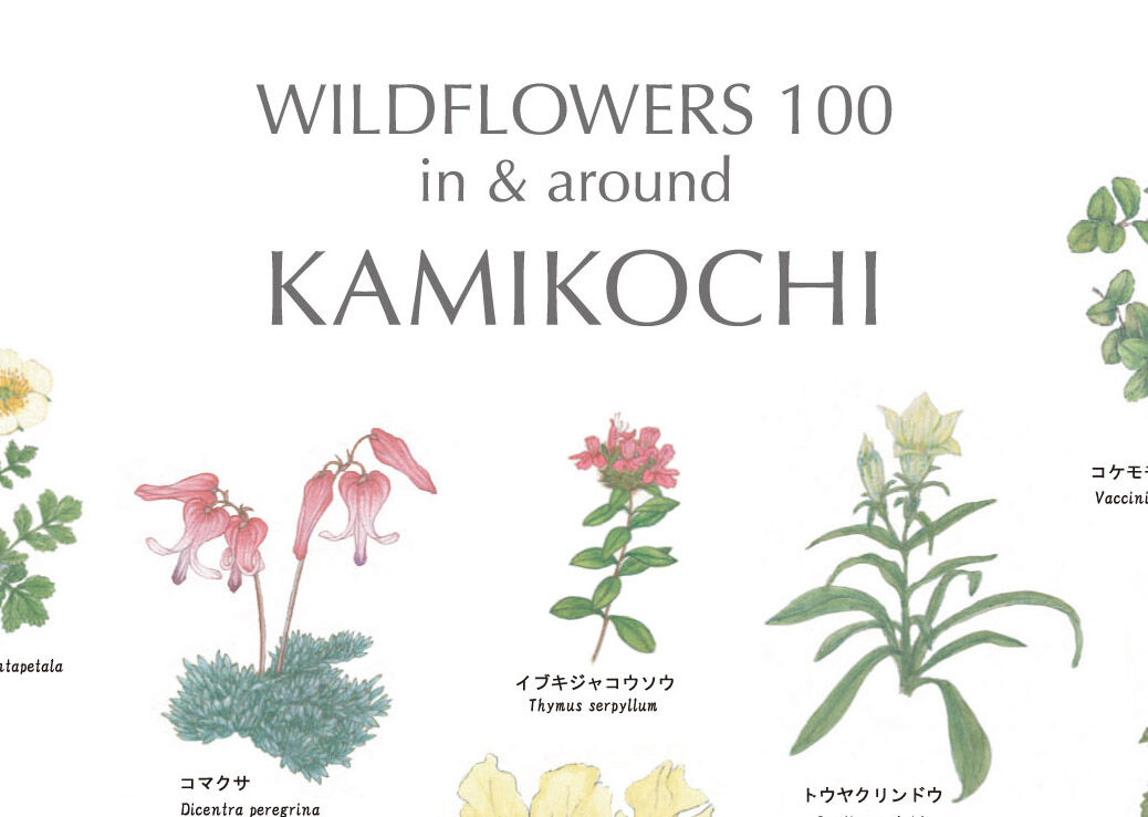 上高地の花 100 ポスター A1サイズ | Natural Parks Foundation