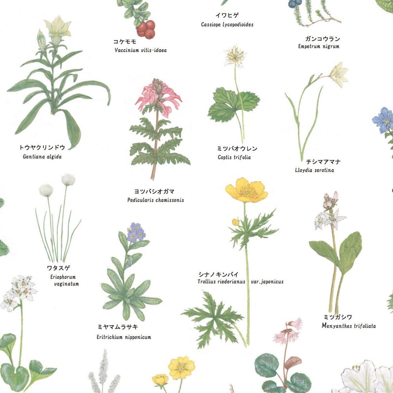 上高地の花 100 ポスター A1サイズ | Natural Parks Foundation