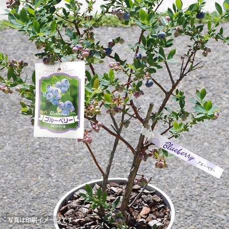 お花のラベル　品名タグ　無地Ａ４用紙【20シート入】