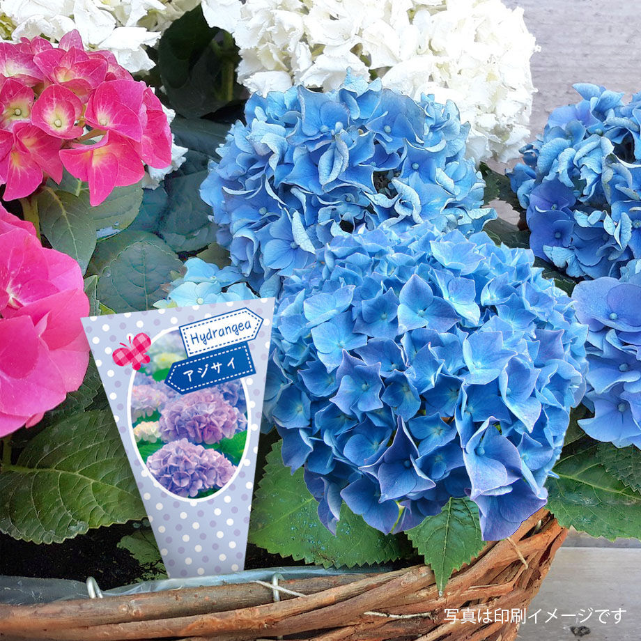 お花A4サイズです。 fit=scale-down,w=1200