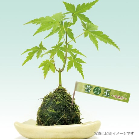 お花のラベル　品名タグ　無地Ａ４用紙【20シート入】