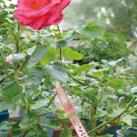 お花のラベル　品名タグ　無地Ａ４用紙【20シート入】