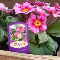 お花のラベルＢ　花苗・野菜苗用挿しラベル　無地A4用紙10面付【20ｼｰﾄ入/200枚分】