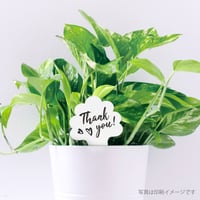 お花のラベルＮ　花苗・野菜苗用挿しラベル　無地A4用紙16面【20ｼｰﾄ入/320枚分】