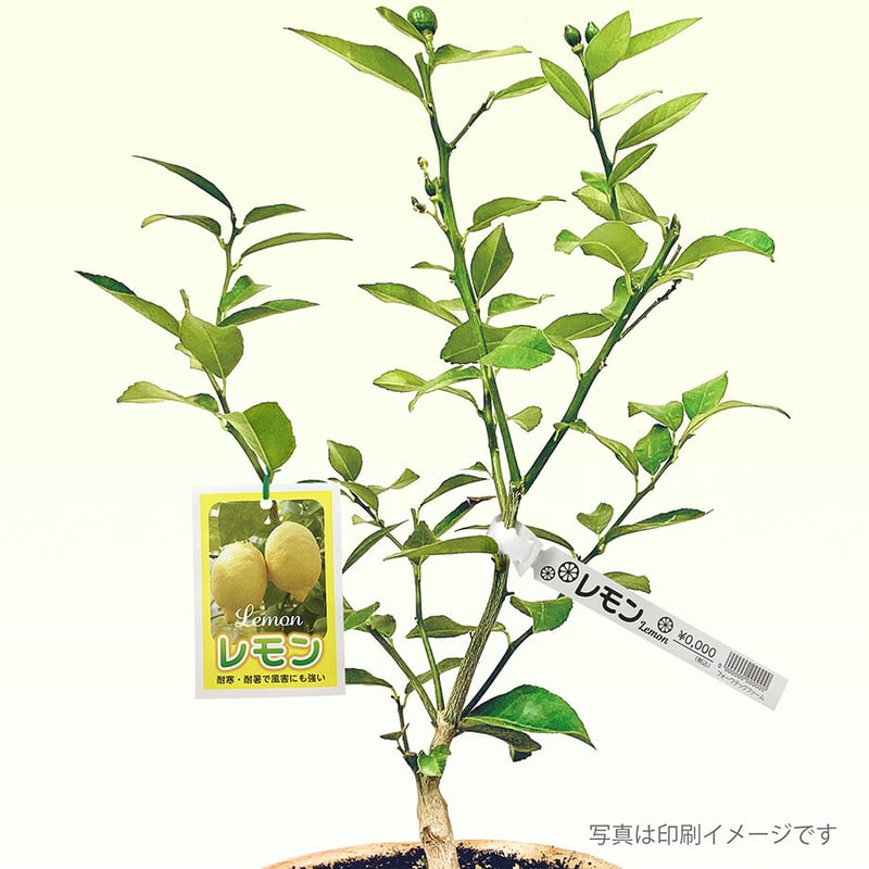 お花のラベル 品名タグ 無地A4用紙【20シート入】 | MUJI-DEPO+