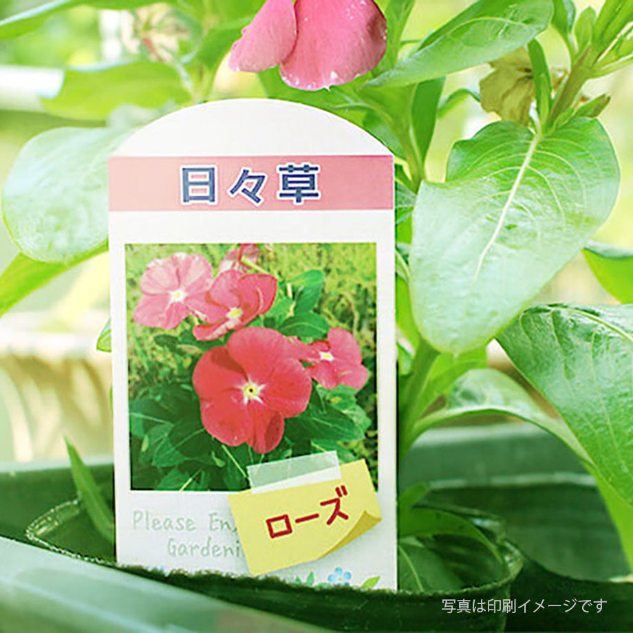 お花A4サイズです。 お花のラベルA 花苗・野菜苗用挿しラベル 無地A4用紙14面付【20ｼｰﾄ入