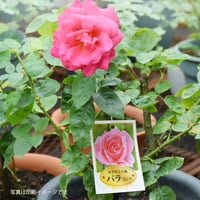 お花のラベル　吊下げラベル　無地A4用紙8面付【20ｼｰﾄ入/160枚分】