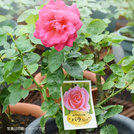お花のラベル　吊下げラベル　無地A4用紙8面付【20ｼｰﾄ入/160枚分】