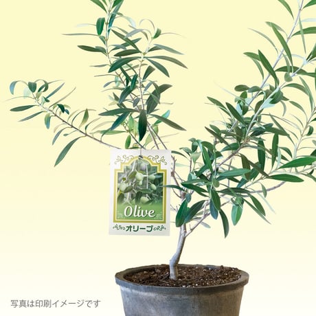 お花のラベル　吊下げラベル　無地A4用紙8面付【20ｼｰﾄ入/160枚分】