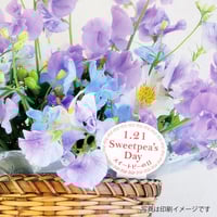 お花のラベルD 花苗・野菜苗用挿しラベル 無地A4用紙10面付【20ｼｰﾄ入