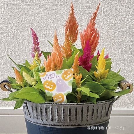 お花のラベルＭ　花苗・野菜苗用挿しラベル　無地A4用紙16面【20ｼｰﾄ入/320枚分】