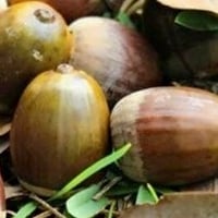 日本最大級のドングリ「オキナワウラジロガシ」650円／１個