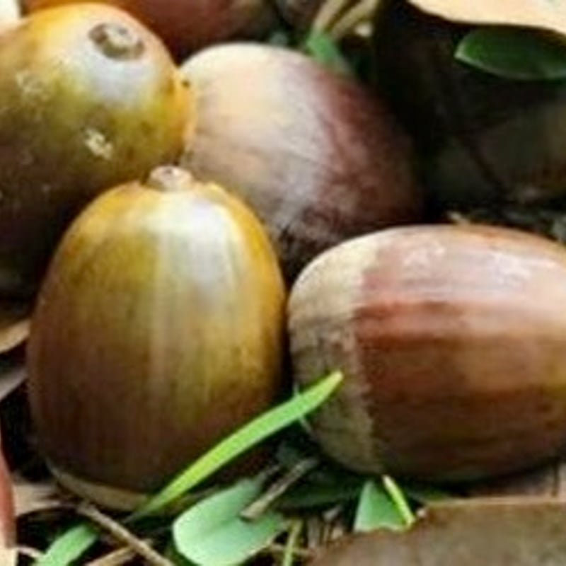 日本最大級のドングリ「オキナワウラジロガシ」650円／1個 | いっ