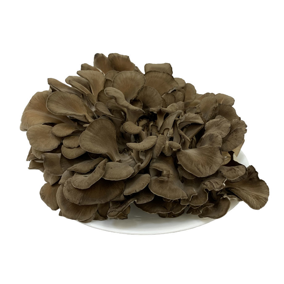 北海道産 ジャンボ舞茸 500g×2株 | けんこうくらぶ21 北海道産 ジャンボ舞茸 500g×2株 | けんこうくらぶ21