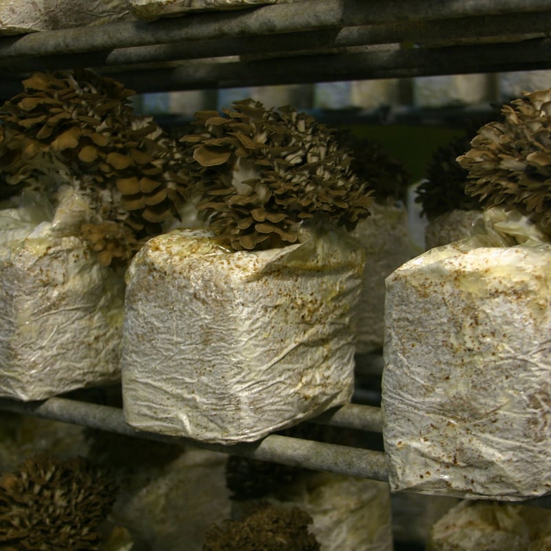 北海道産 ジャンボ舞茸 500g×2株 | けんこうくらぶ21 北海道産 ジャンボ舞茸 500g×2株 | けんこうくらぶ21