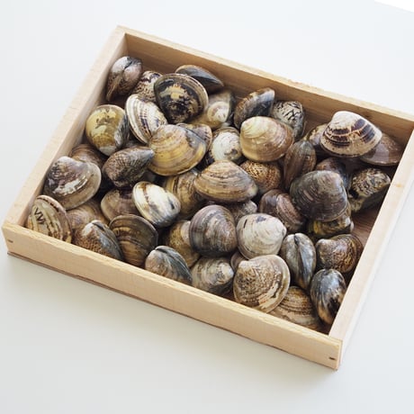 中国産はまぐり（4kg　Mサイズ）