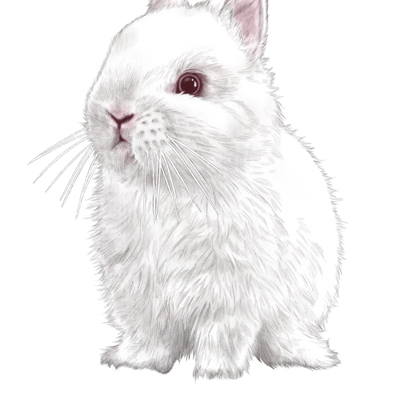 今だけ増量10枚セット。ネザーランドドワーフ、ルビーアイドホワイトの