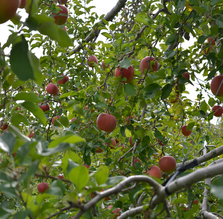 サンふじ（中・大玉）10キロ | 信州よこや農園