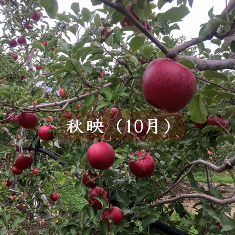 2024年】りんご定期便5キロコース/全4回（本州送料込み※） | 信州