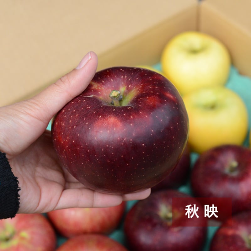 信州りんご3兄弟セット5キロ | 信州よこや農園