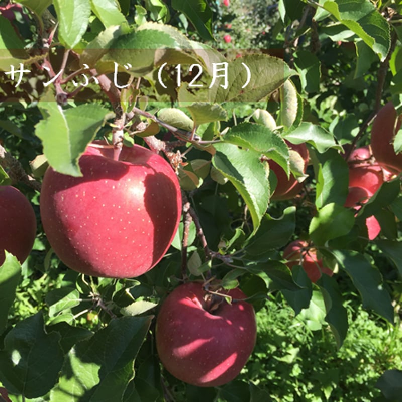 2024年】りんご定期便5キロコース/全4回（本州送料込み※） | 信州