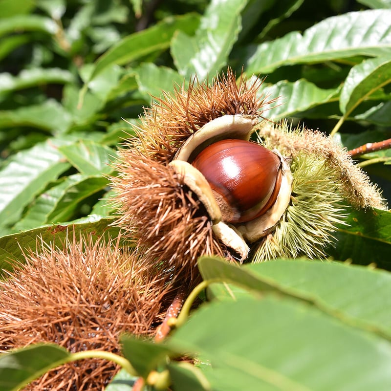期間限定】牛乳パンスモール5個入（小布施マロン） | SANCHオンライン