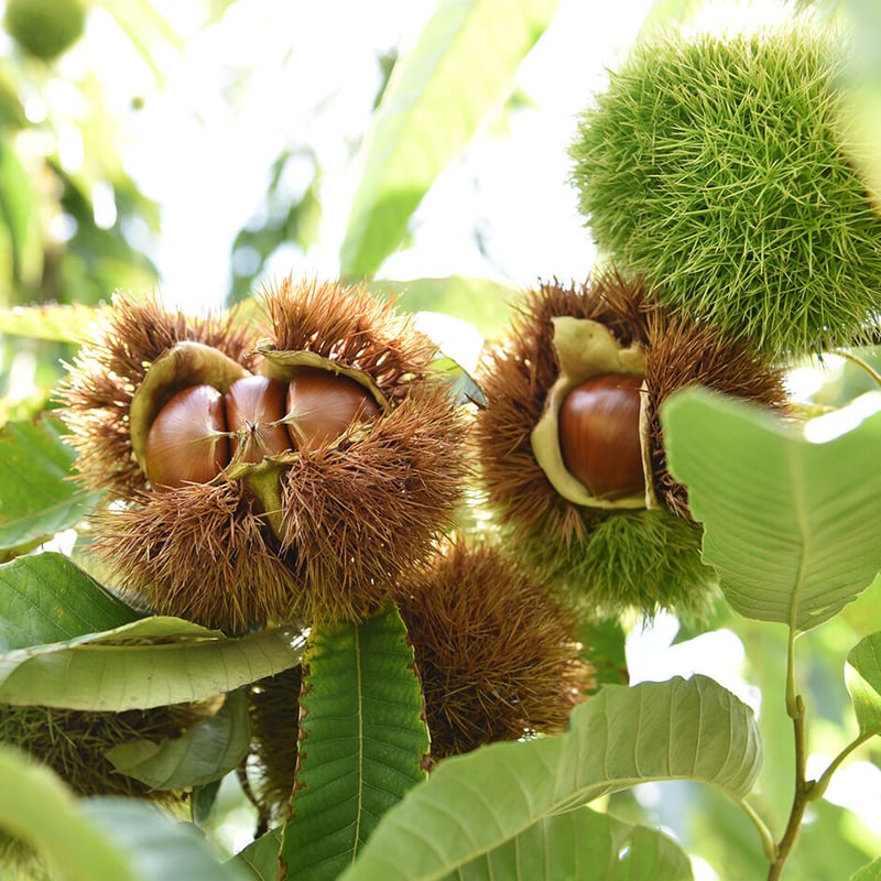 牛乳ぱんページ 辰野製パン工場 牛乳パン - Rei's notes