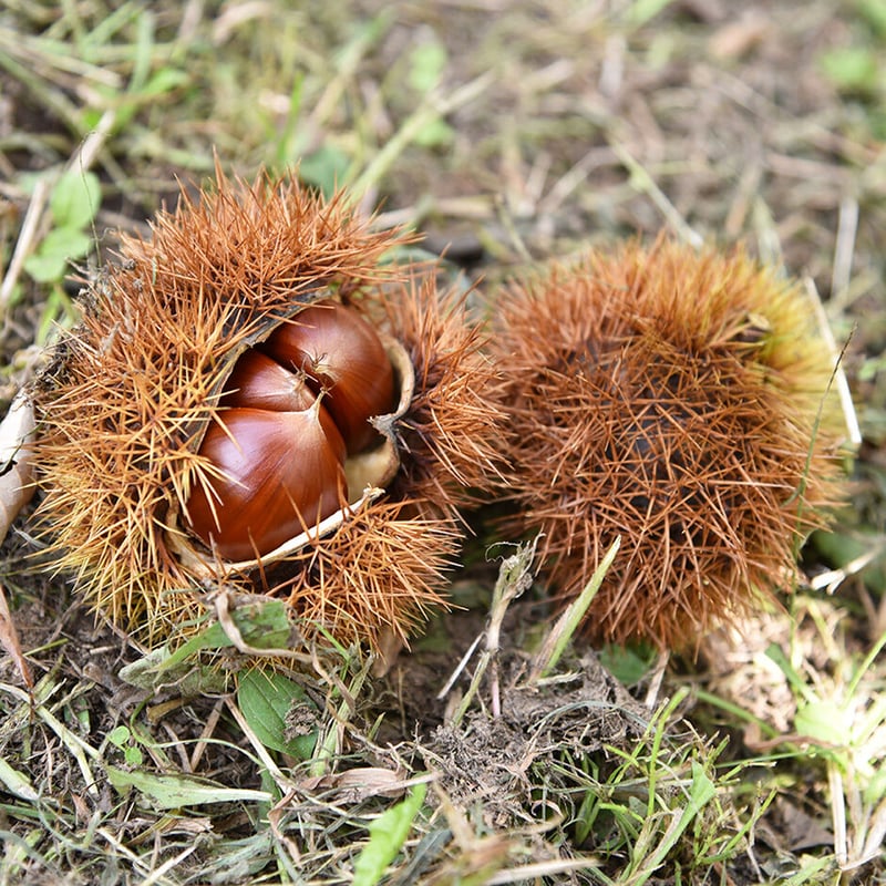 牛乳パン pan3_1668584953887.jpg