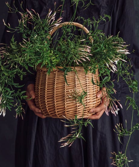 elle plant　グロリオーサム　斑入り　ミドルカット発根済み 🌟ヤフオク出品中🌟 **ザミオクルカス ブラック ピンク