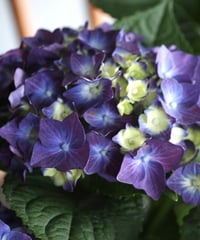 ディープパープル