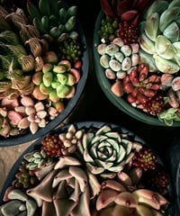 多肉の寄せ植え