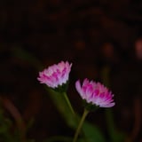 野の草