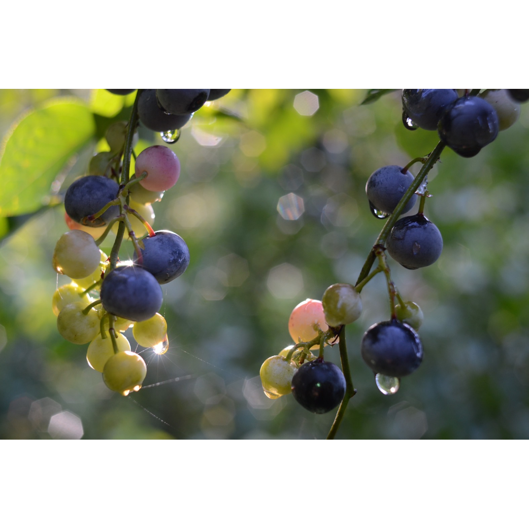 箱入】自然栽培ブルーベリー 800g (200g x 4P) | はぎわら自然農園