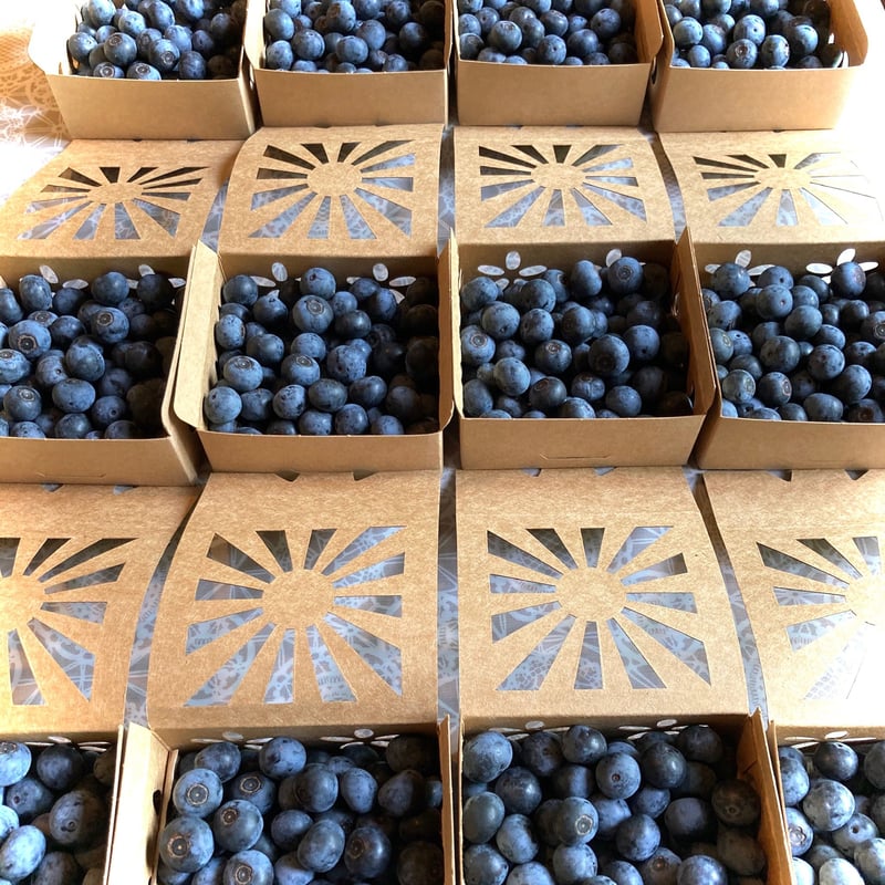 希少！】ブルーベリー全書 品種・栽培・利用加工／日本ブルーベリー