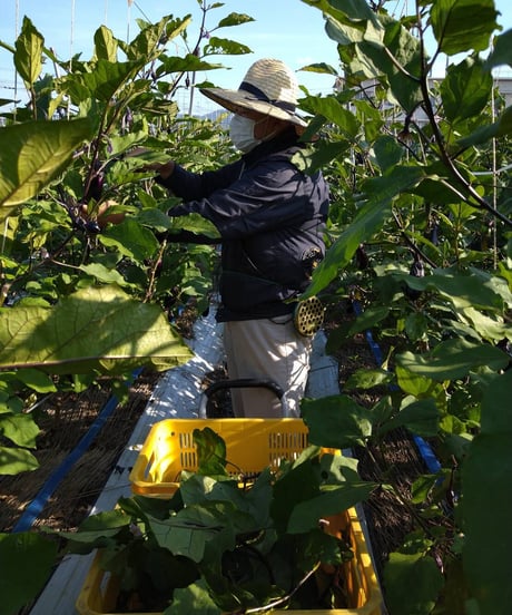 定期便　野菜セット2週に1度　Sサイズ