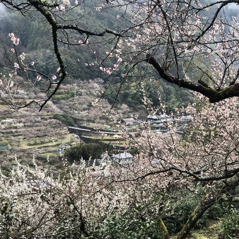 神山ルビィ ＜利き梅干しセット＞ | 神山ルビィ