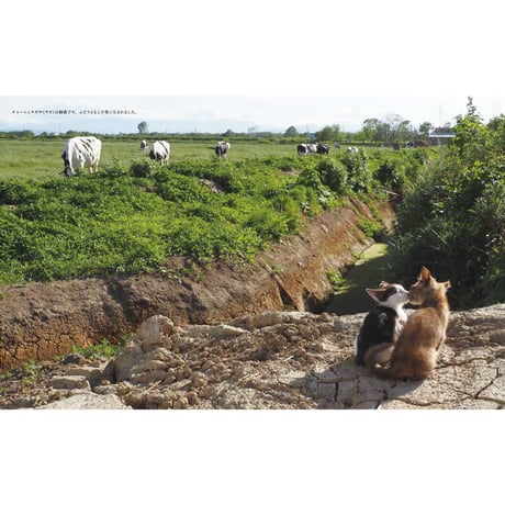 【岩合光昭】写真集『劇場版　岩合光昭の世界ネコ歩き　あるがままに、水と大地のネコ家族』