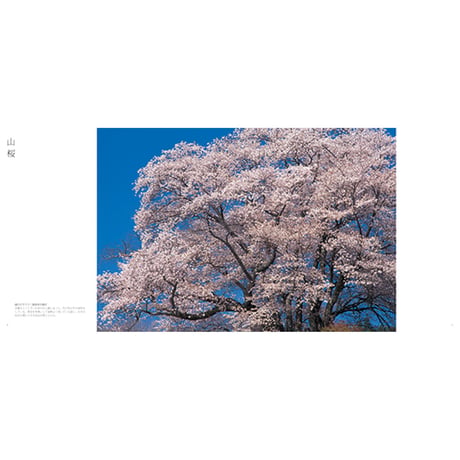 【竹内敏信】写真集『日本の桜』