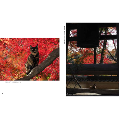 【岩合光昭】写真集『ねこの京都』