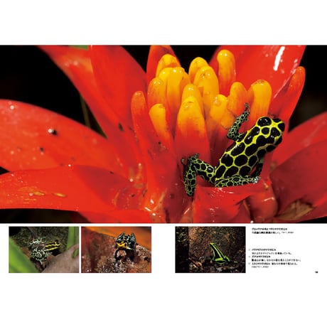 【山口大志】写真集『AMAZON 密林の時間』