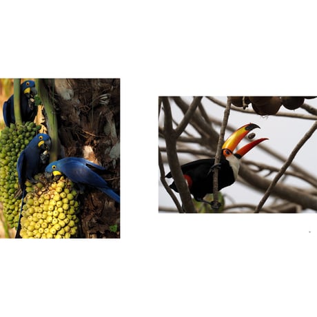 【岩合光昭】写真集『PANTANAL　パンタナール』