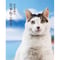 【岩合光昭】写真集『岩合光昭の日本ねこ歩き』