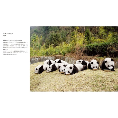 【岩合光昭】写真集『ぱんだ』