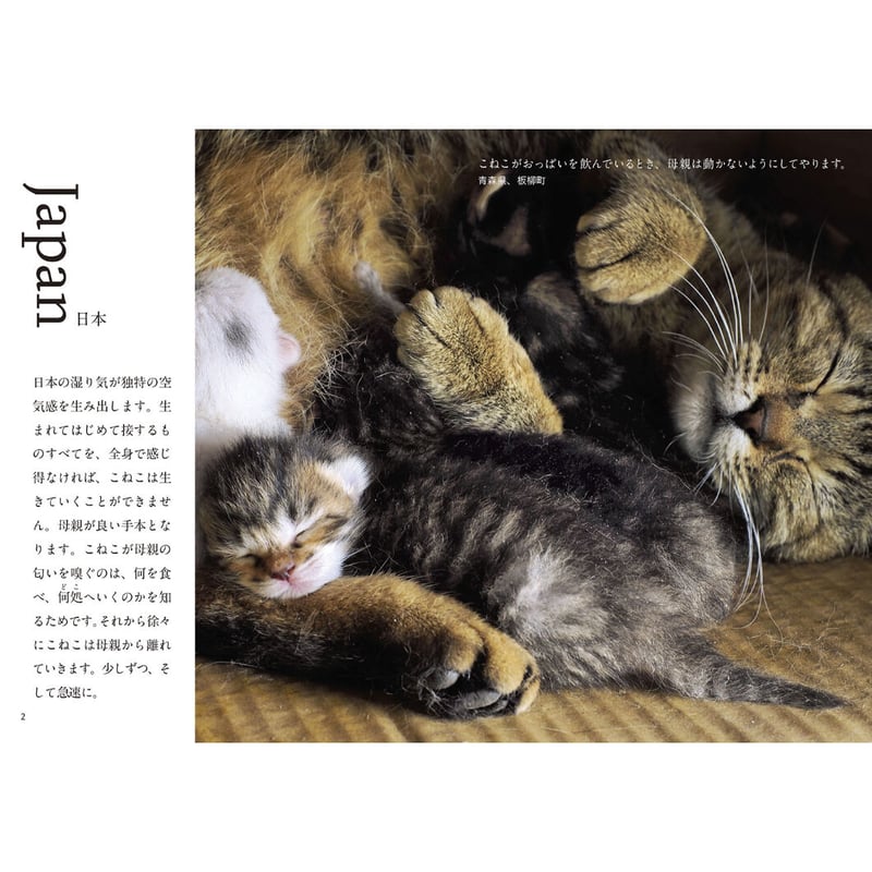 岩合光昭】写真文庫『こねこ』 | Crevis Online Store 岩合光昭】写真文庫『こねこ』 | Crevis Online Store