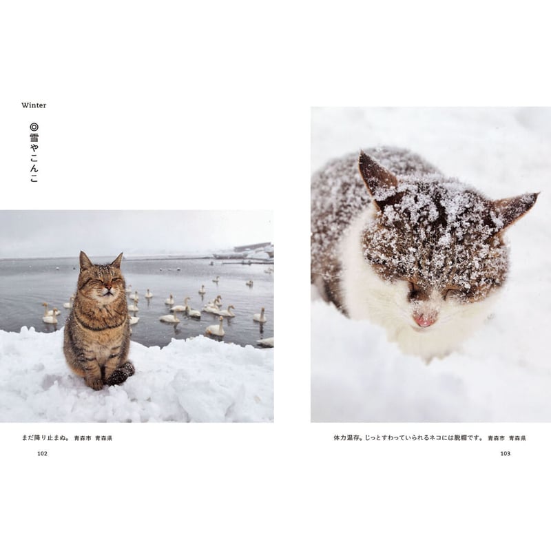岩合光昭】写真文庫『ねこ歩き』 | Crevis Online Store